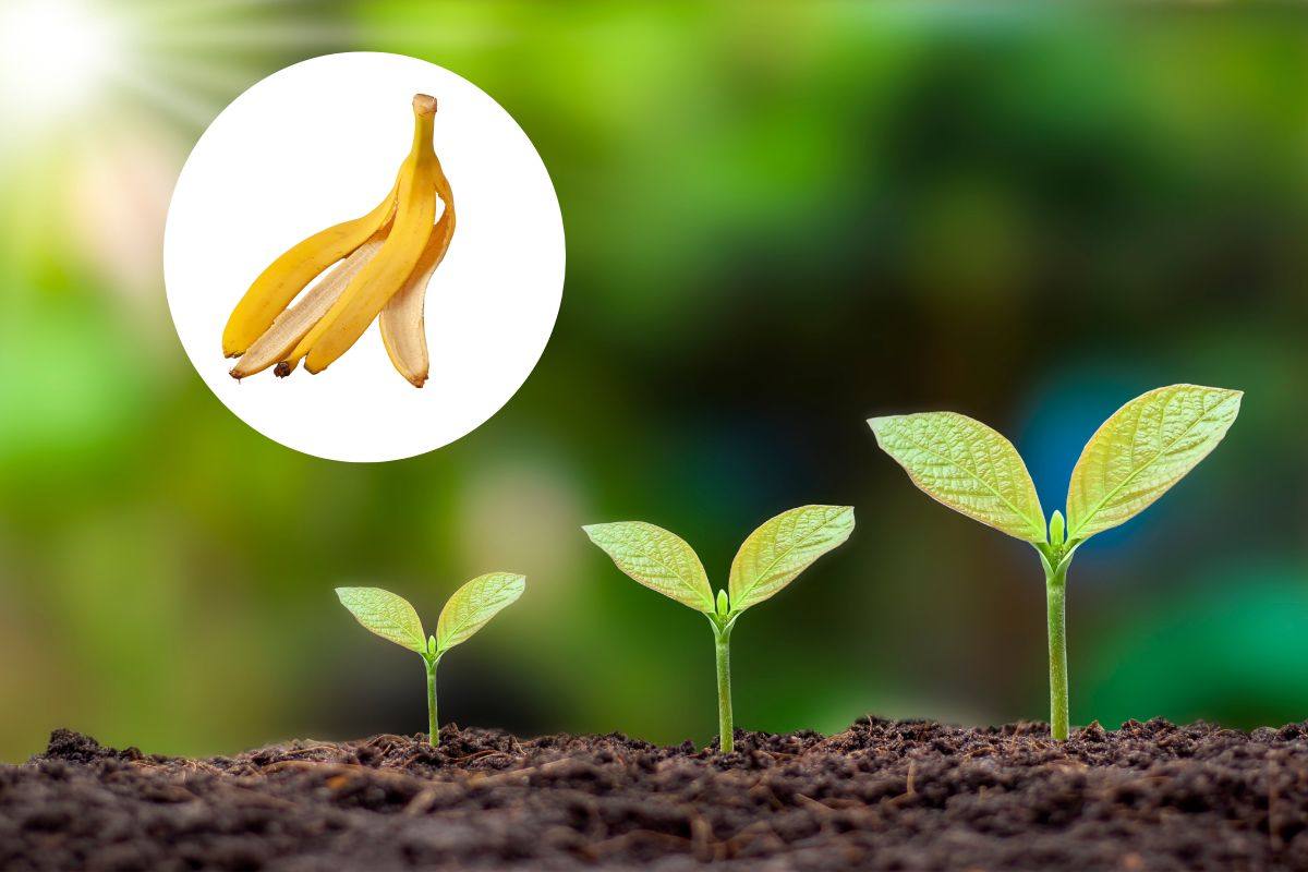 piante che crescono e in un cerchio delle bucce di banana
