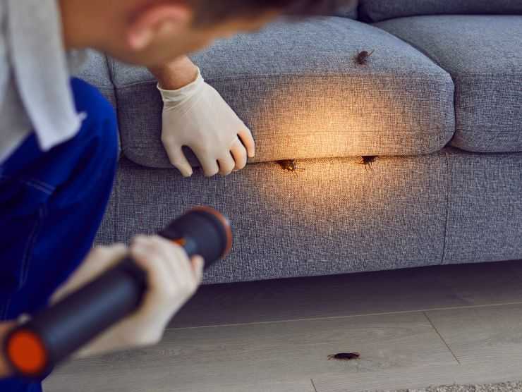 uomo che mette in luce degli scarafaggi che escono dal divano